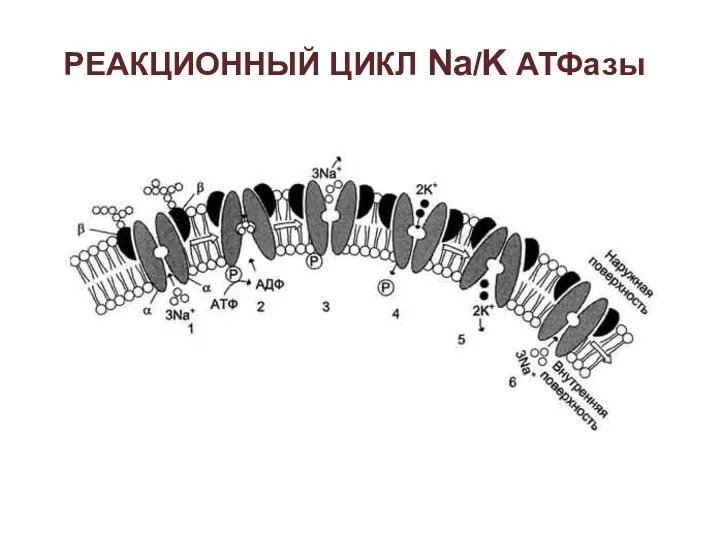 РЕАКЦИОННЫЙ ЦИКЛ Na/K АТФазы