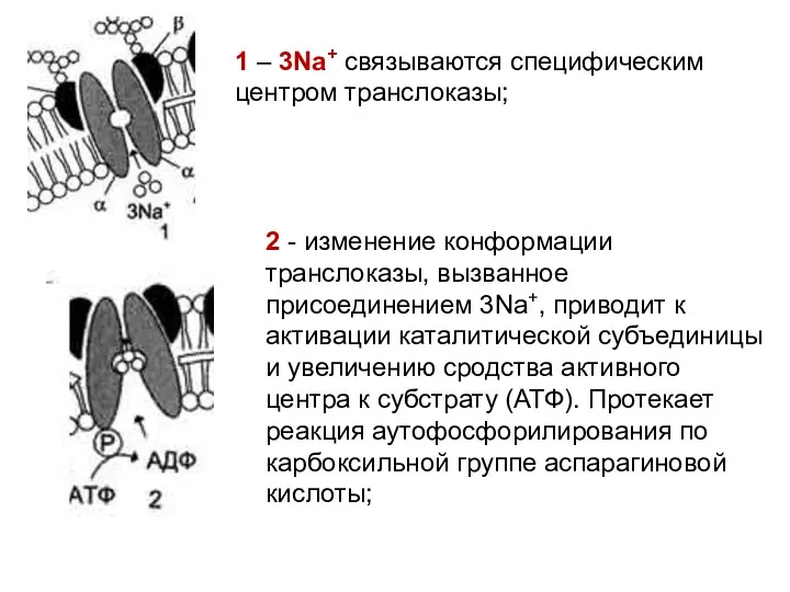 2 - изменение конформации транслоказы, вызванное присоединением 3Na+, приводит к