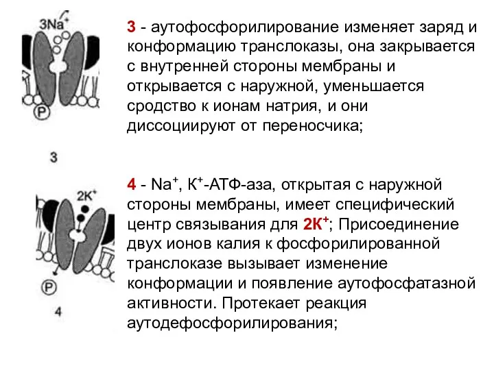 3 - аутофосфорилирование изменяет заряд и конформацию транслоказы, она закрывается