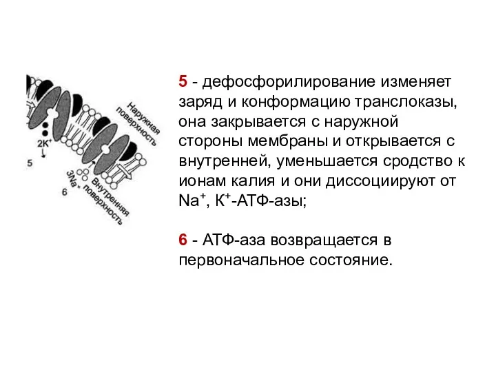 5 - дефосфорилирование изменяет заряд и конформацию транслоказы, она закрывается