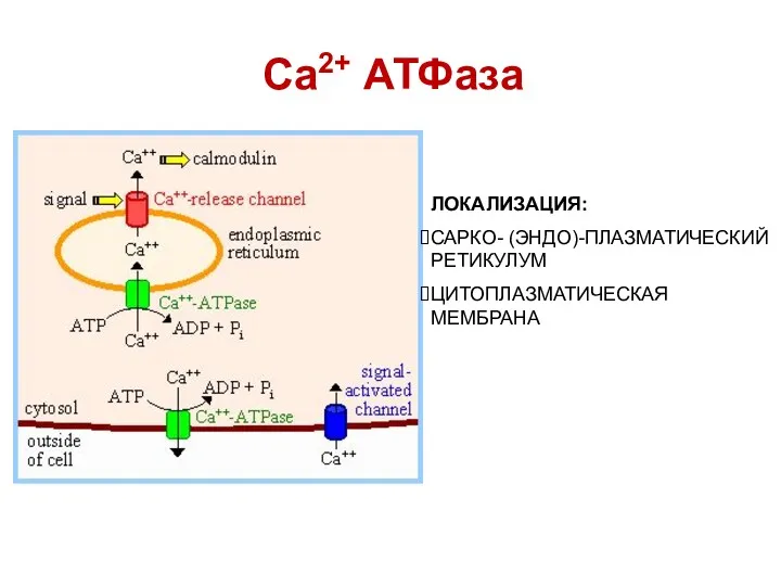 Са2+ АТФаза ЛОКАЛИЗАЦИЯ: САРКО- (ЭНДО)-ПЛАЗМАТИЧЕСКИЙ РЕТИКУЛУМ ЦИТОПЛАЗМАТИЧЕСКАЯ МЕМБРАНА