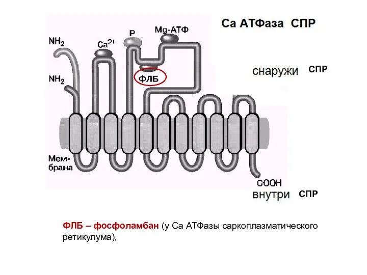 ФЛБ – фосфоламбан (у Са АТФазы саркоплазматического ретикулума), СПР СПР