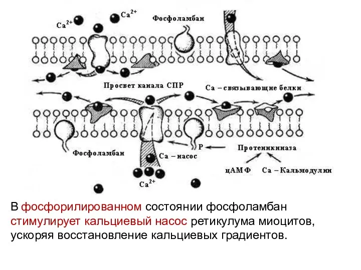 В фосфорилированном состоянии фосфоламбан стимулирует кальциевый насос ретикулума миоцитов, ускоряя восстановление кальциевых градиентов.