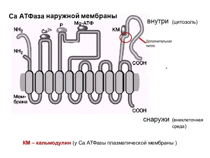 КМ – кальмодулин (у Са АТФазы плазматической мембраны ) (цитозоль) (внеклеточная среда)