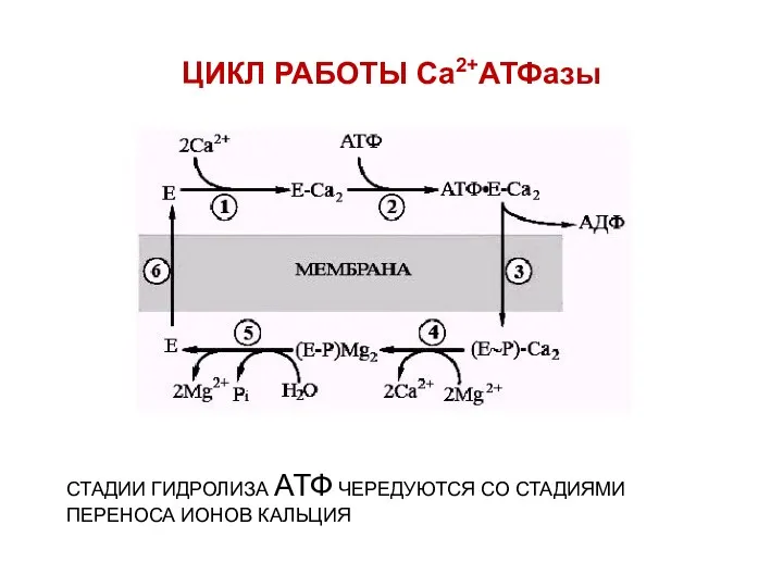 ЦИКЛ РАБОТЫ Са2+АТФазы СТАДИИ ГИДРОЛИЗА АТФ ЧЕРЕДУЮТСЯ СО СТАДИЯМИ ПЕРЕНОСА ИОНОВ КАЛЬЦИЯ