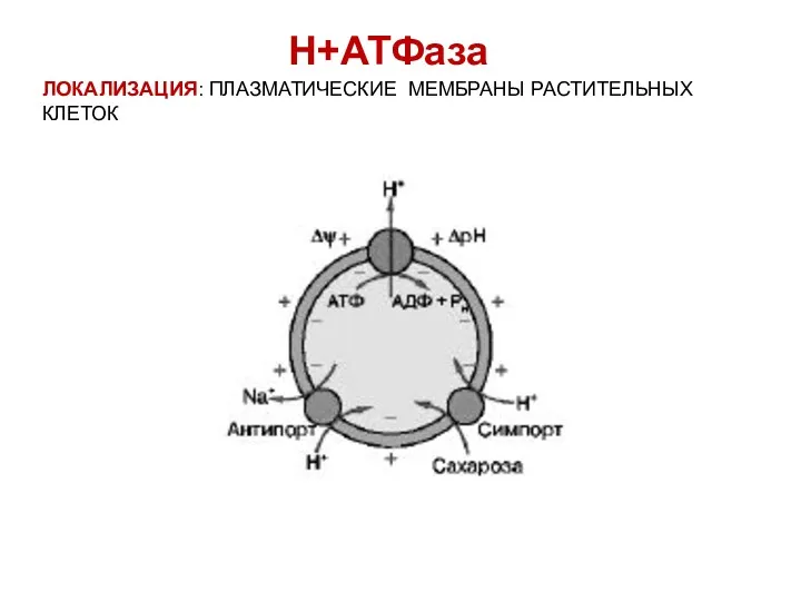 ЛОКАЛИЗАЦИЯ: ПЛАЗМАТИЧЕСКИЕ МЕМБРАНЫ РАСТИТЕЛЬНЫХ КЛЕТОК Н+АТФаза