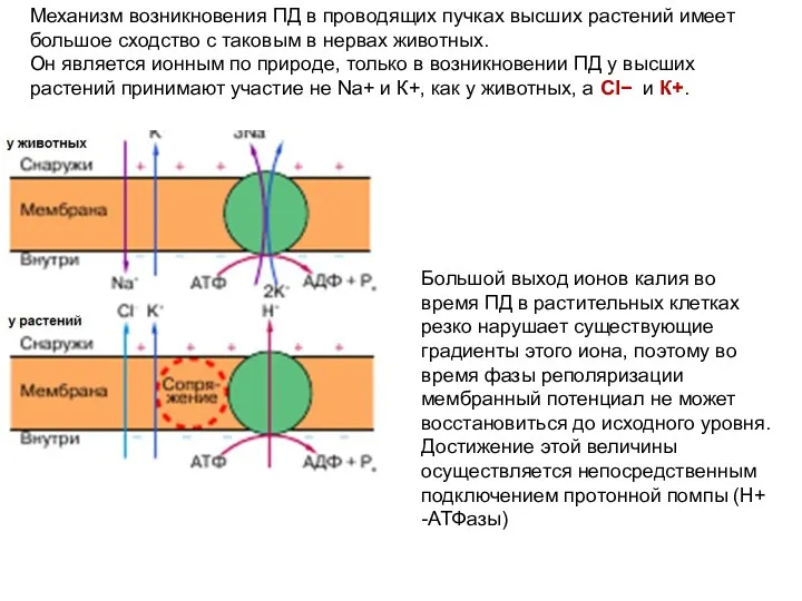 Механизм возникновения ПД в проводящих пучках высших растений имеет большое
