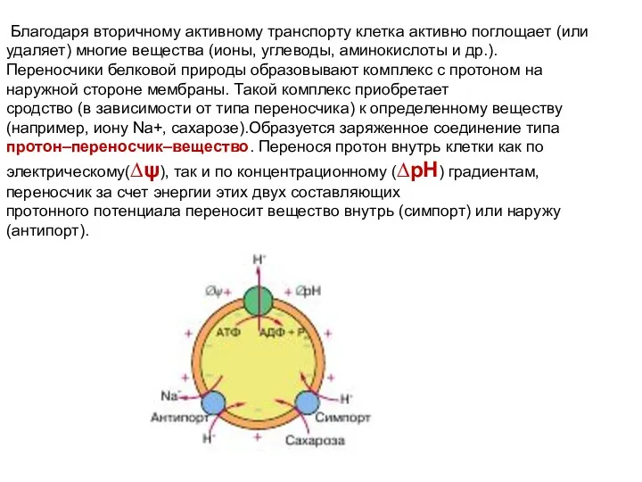 Благодаря вторичному активному транспорту клетка активно поглощает (или удаляет) многие