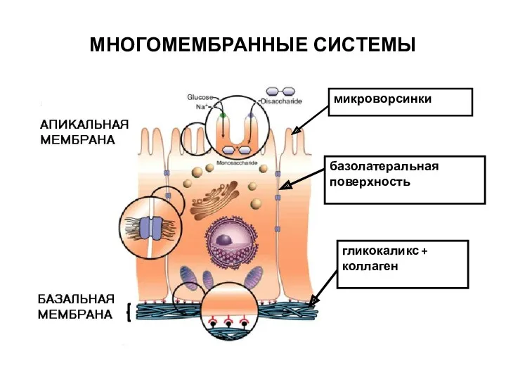 МНОГОМЕМБРАННЫЕ СИСТЕМЫ гликокаликс + коллаген микроворсинки базолатеральная поверхность