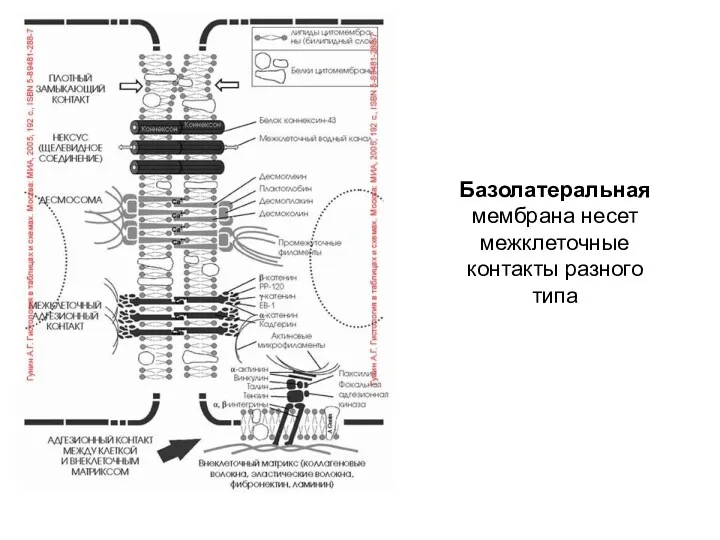 Базолатеральная мембрана несет межклеточные контакты разного типа