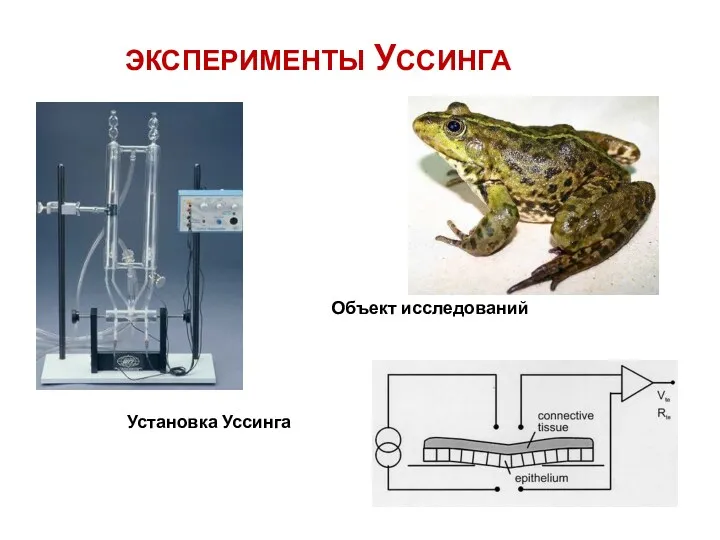 ЭКСПЕРИМЕНТЫ УССИНГА Установка Уссинга Объект исследований