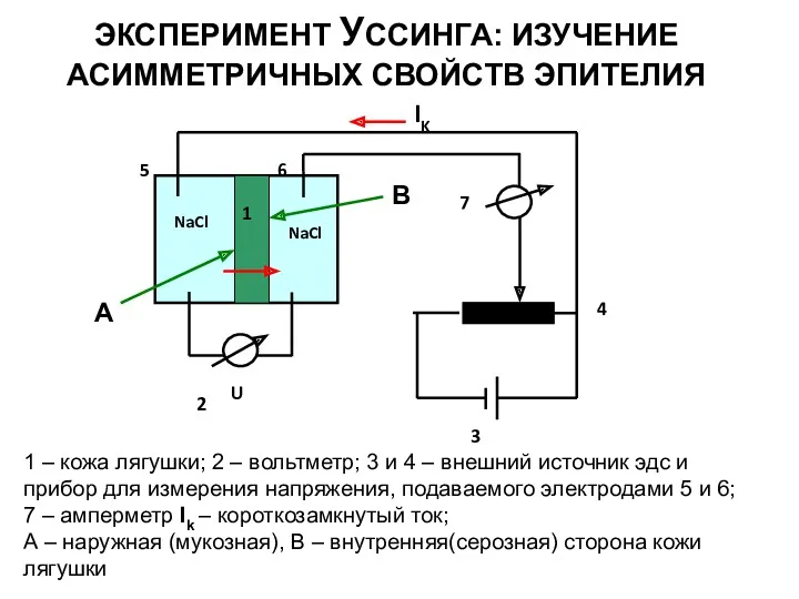 ЭКСПЕРИМЕНТ УССИНГА: ИЗУЧЕНИЕ АСИММЕТРИЧНЫХ СВОЙСТВ ЭПИТЕЛИЯ 1 – кожа лягушки;