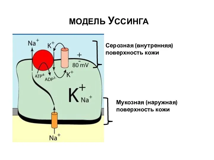 МОДЕЛЬ УССИНГА Мукозная (наружная)поверхность кожи Серозная (внутренняя)поверхность кожи