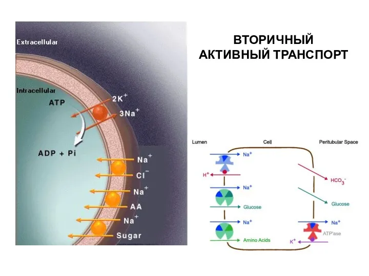 ВТОРИЧНЫЙ АКТИВНЫЙ ТРАНСПОРТ