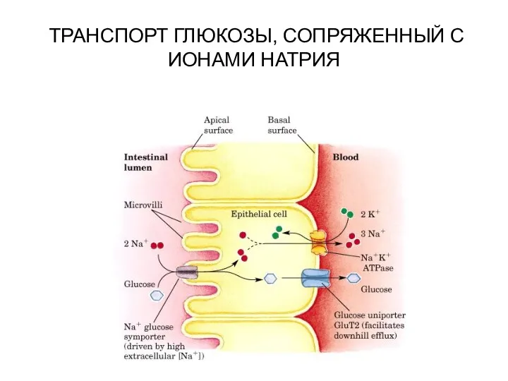 ТРАНСПОРТ ГЛЮКОЗЫ, СОПРЯЖЕННЫЙ С ИОНАМИ НАТРИЯ