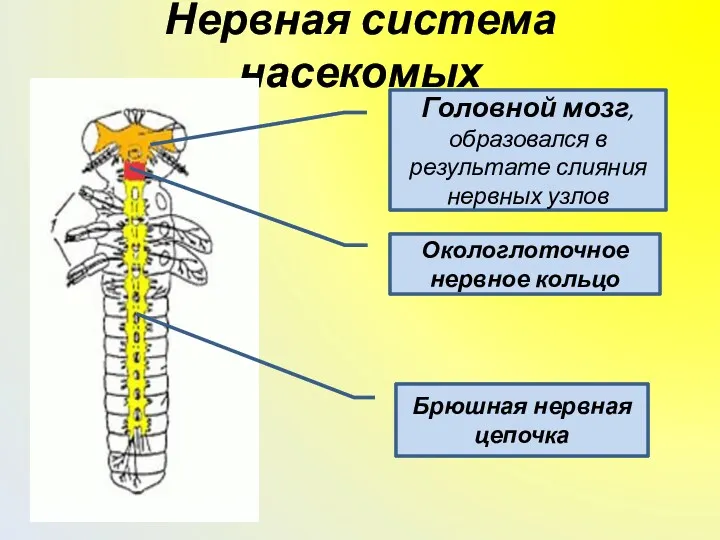Нервная система насекомых Головной мозг, образовался в результате слияния нервных