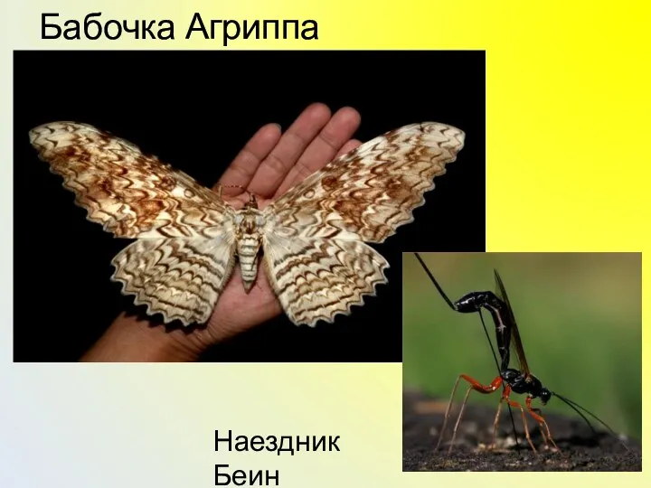 Бабочка Агриппа Наездник Беин