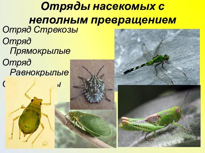 Отряды насекомых с неполным превращением Отряд Стрекозы Отряд Прямокрылые Отряд Равнокрылые Отряд Клопы