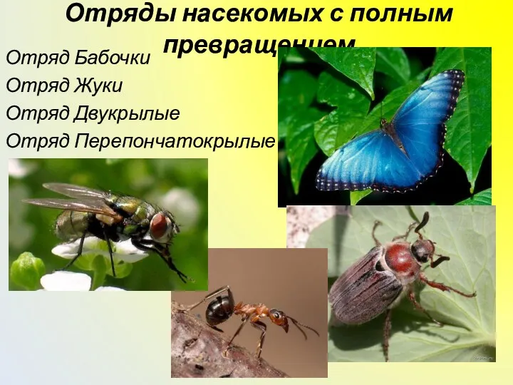 Отряды насекомых с полным превращением Отряд Бабочки Отряд Жуки Отряд Двукрылые Отряд Перепончатокрылые