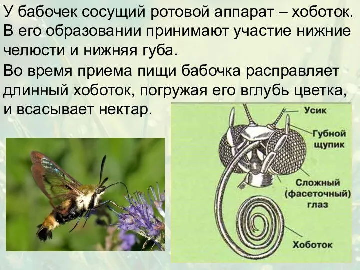 У бабочек сосущий ротовой аппарат – хоботок. В его образовании