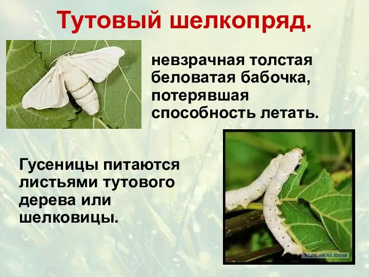Тутовый шелкопряд. невзрачная толстая беловатая бабочка, потерявшая способность летать. Гусеницы питаются листьями тутового дерева или шелковицы.