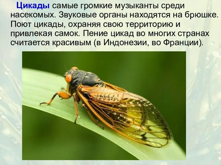 Цикады самые громкие музыканты среди насекомых. Звуковые органы находятся на брюшке. Поют цикады,
