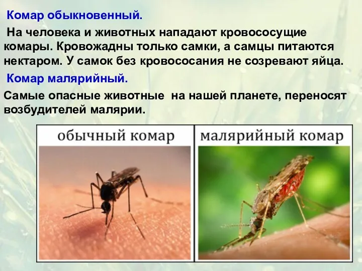 Комар малярийный. Самые опасные животные на нашей планете, переносят возбудителей малярии. Комар обыкновенный.