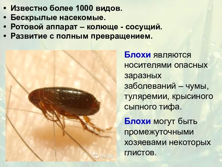 Известно более 1000 видов. Бескрылые насекомые. Ротовой аппарат – колюще - сосущий. Развитие