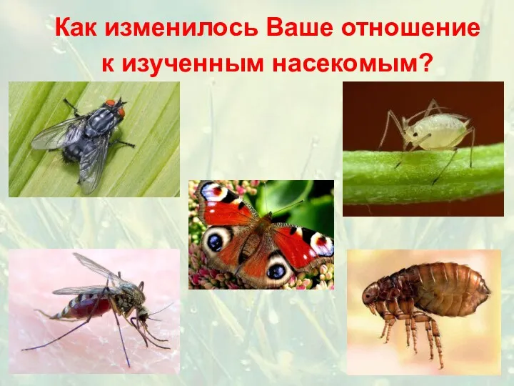Как изменилось Ваше отношение к изученным насекомым?