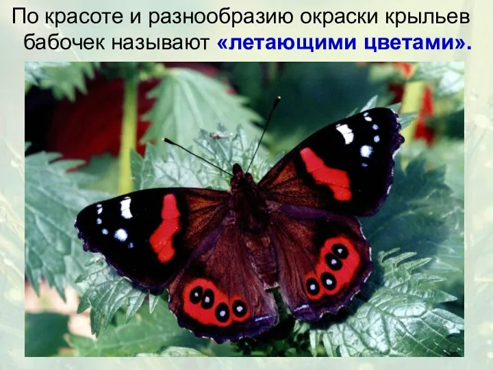 По красоте и разнообразию окраски крыльев бабочек называют «летающими цветами».