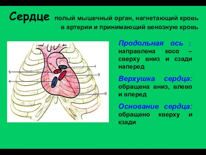 Сердце полый мышечный орган, нагнетающий кровь в артерии и принимающий