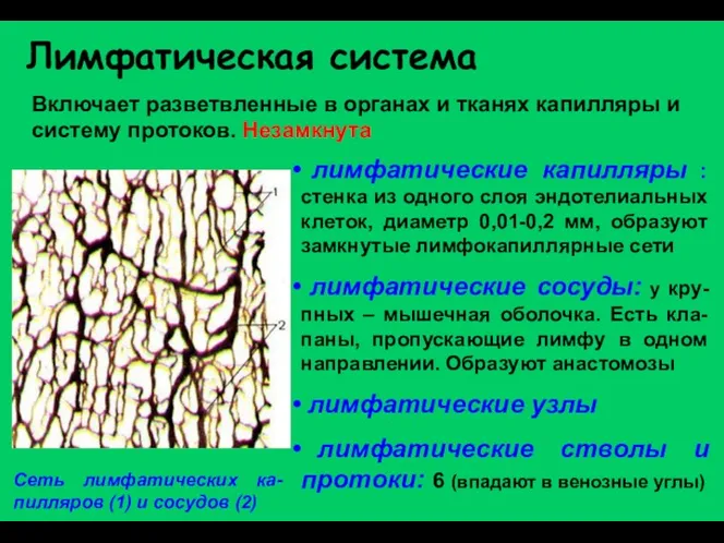 Сеть лимфатических ка-пилляров (1) и сосудов (2) Лимфатическая система Включает