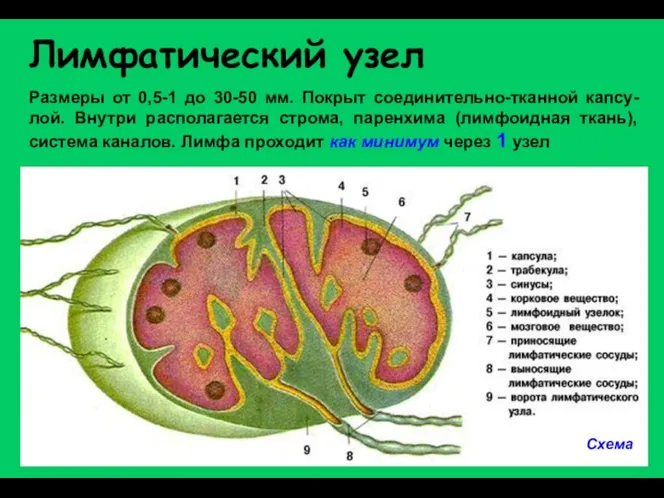 Лимфатический узел Схема Размеры от 0,5-1 до 30-50 мм. Покрыт