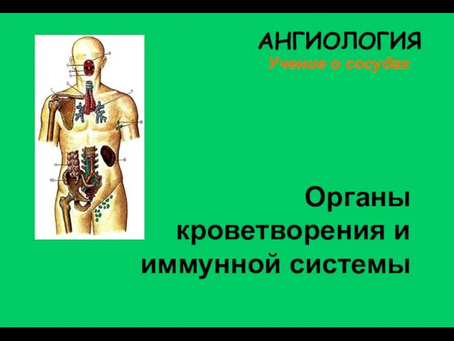 АНГИОЛОГИЯ Учение о сосудах Органы кроветворения и иммунной системы