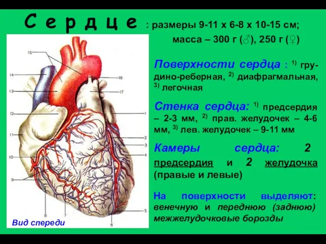 С е р д ц е : размеры 9-11 х