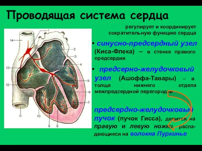 Проводящая система сердца регулирует и координирует сократительную функцию сердца синусно-предсердный