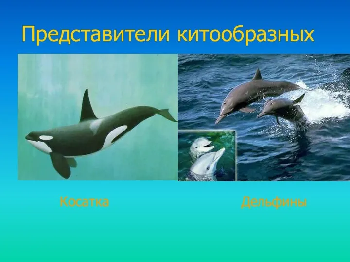 Представители китообразных Косатка Дельфины