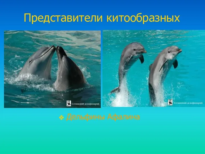 Представители китообразных Дельфины Афалина