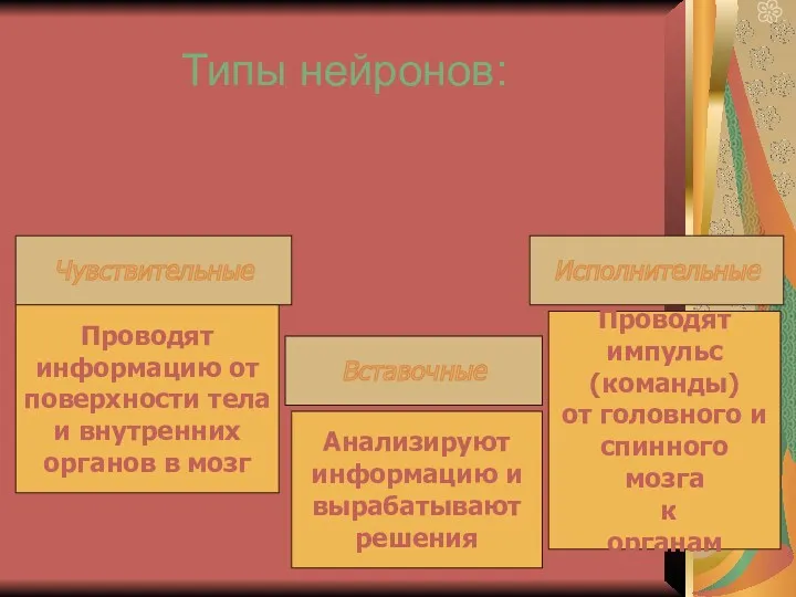 Типы нейронов: Чувствительные Вставочные Исполнительные Проводят информацию от поверхности тела