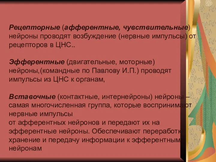 Рецепторные (афферентные, чувствительные) нейроны проводят возбуждение (нервные импульсы) от рецепторов