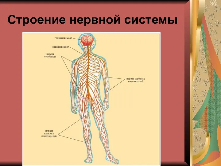 Строение нервной системы