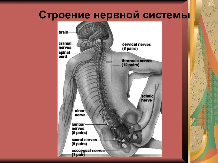 Строение нервной системы