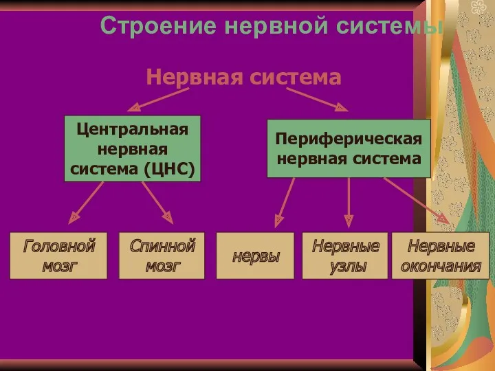 Строение нервной системы Нервная система Центральная нервная система (ЦНС) Периферическая