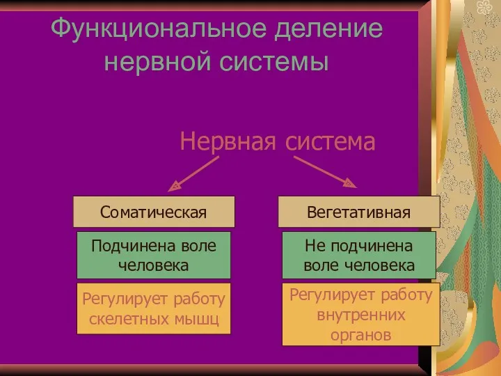 Функциональное деление нервной системы Нервная система Соматическая Вегетативная Подчинена воле