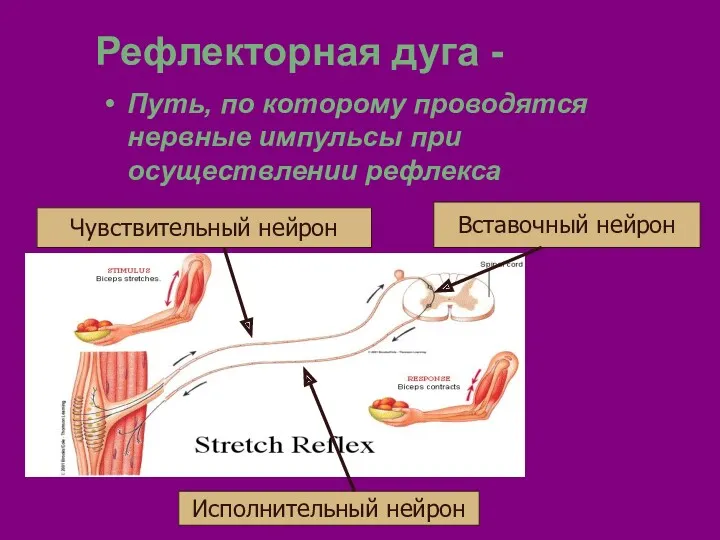 Рефлекторная дуга - Путь, по которому проводятся нервные импульсы при