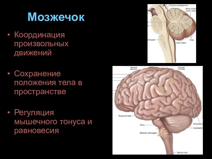 Мозжечок Координация произвольных движений Сохранение положения тела в пространстве Регуляция мышечного тонуса и равновесия