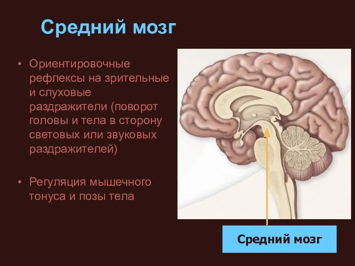 Средний мозг Ориентировочные рефлексы на зрительные и слуховые раздражители (поворот