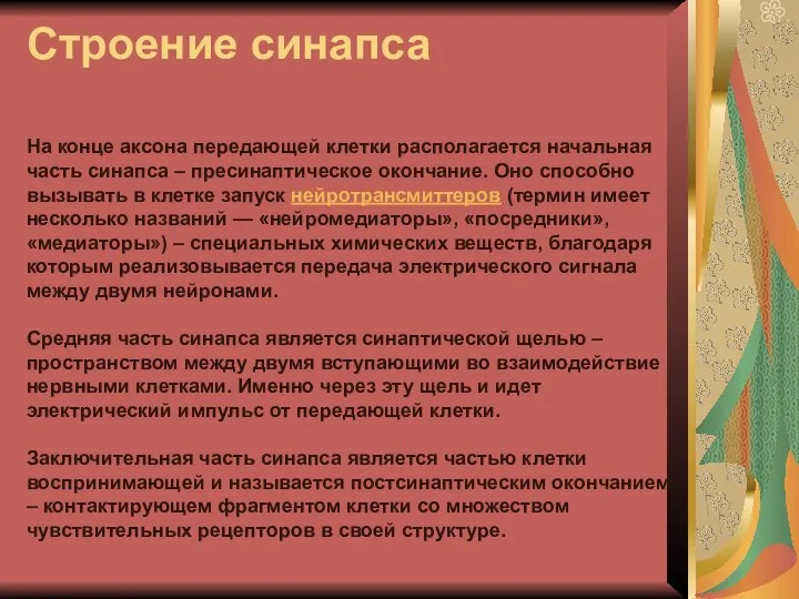 Строение синапса На конце аксона передающей клетки располагается начальная часть