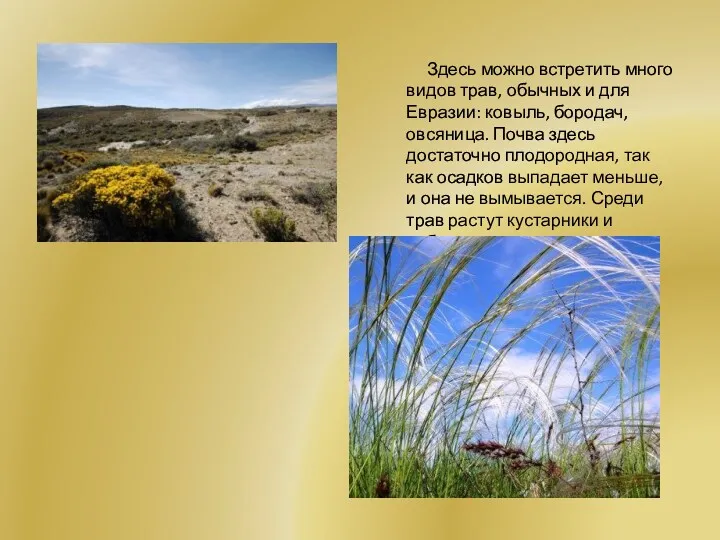 Здесь можно встретить много видов трав, обычных и для Евразии: