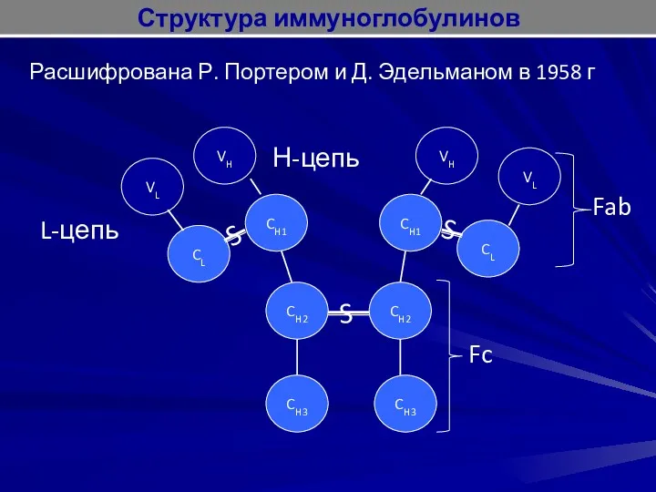 Расшифрована Р. Портером и Д. Эдельманом в 1958 г VL